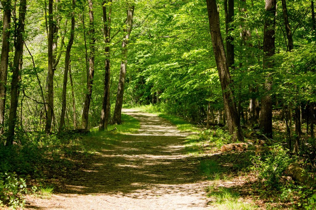 Dirt road in the middle of forest trees on a sunny day