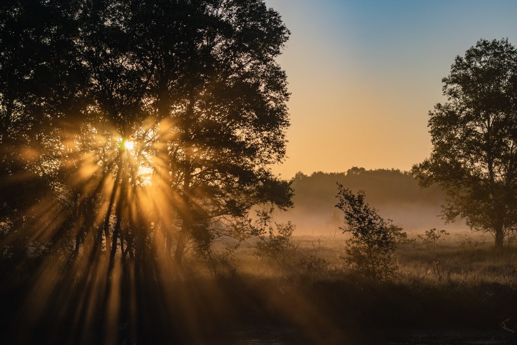 Mysterious afternoon in the foggy forest - concept: mysterious